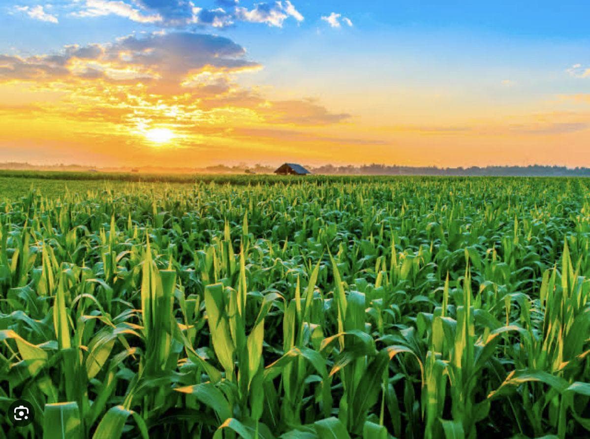 Food and Agriculture